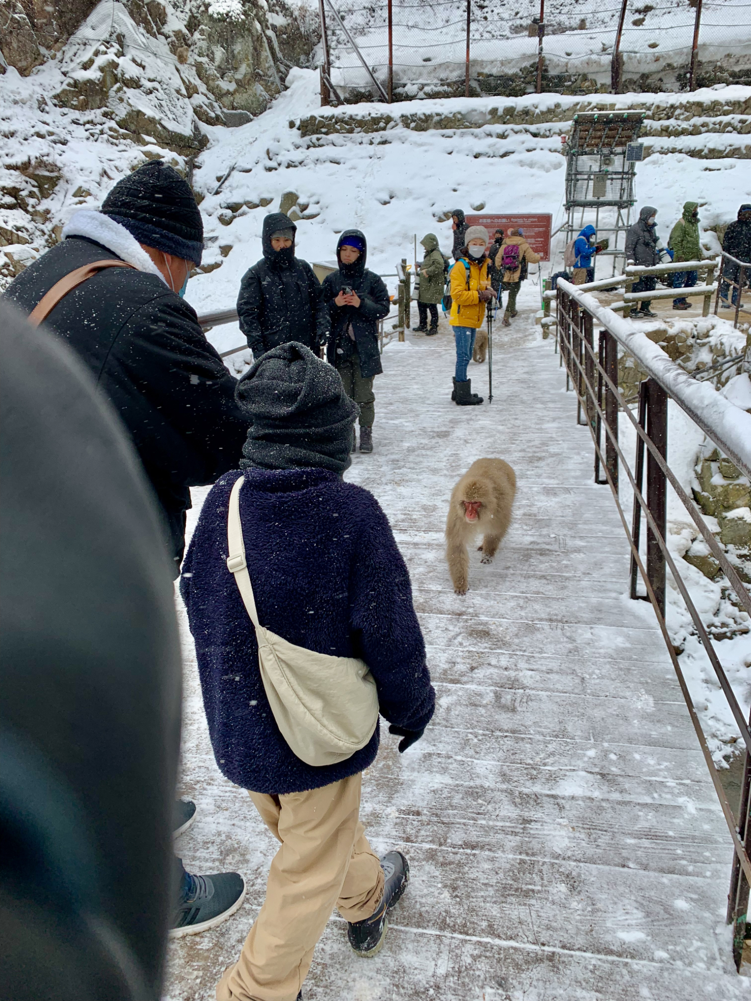 Tourists and monkey